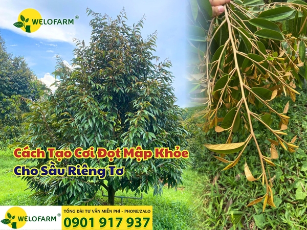 🌿 Cách Tạo Cơi Đọt Mập Khỏe Cho Sầu Riêng Tơ 