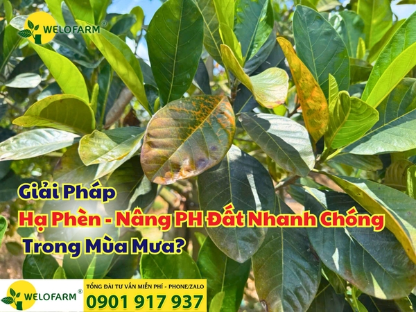 ⚡ Giải Pháp Hạ Phèn, Nâng PH Đất Nhanh Chóng Trong Mùa Mưa?