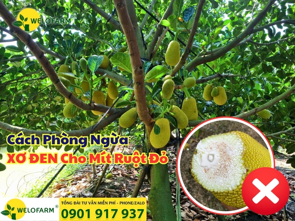 ⚡ CÁCH NGỪA XƠ ĐEN TRÊN TRÁI MÍT HIỆU QUẢ?