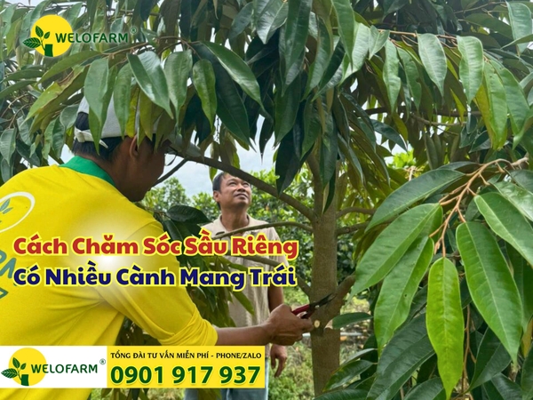 ⚡ CÁCH CHĂM SÓC SẦU RIÊNG CÓ NHIỀU CÀNH MANG TRÁI