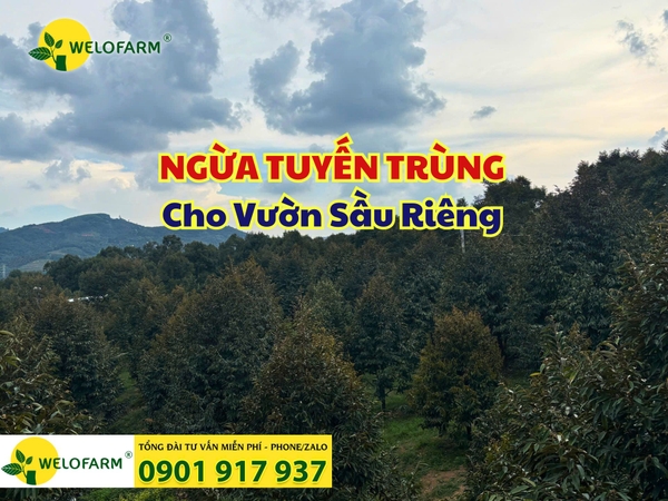 ⚡ Phòng Ngừa Tuyến Trùng Cho Vườn Sầu Riêng Mùa Mưa!