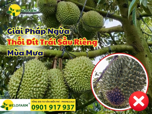 ⚡ Cách Ngừa Thối Đít Trái Sầu Riêng Mùa Mưa 