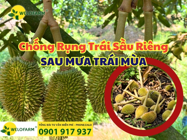 🌧 Cách Chống Rụng Trái Sầu Riêng Sau Mưa Trái Mùa