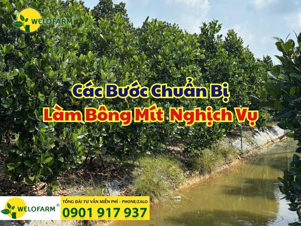 ⚡ CÁC BƯỚC CHUẨN BỊ LÀM BÔNG MÍT RUỘT ĐỎ NGHỊCH VỤ