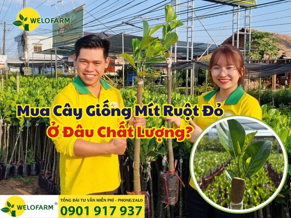 MUA CÂY GIỐNG MÍT RUỘT ĐỎ Ở ĐÂU CHẤT LƯỢNG?