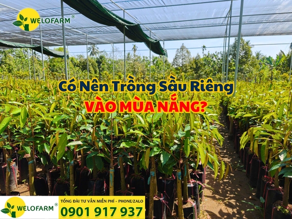 🌱 Có Nên Trồng Sầu Riêng Vào Mùa Nắng Hay Không? ☀ 