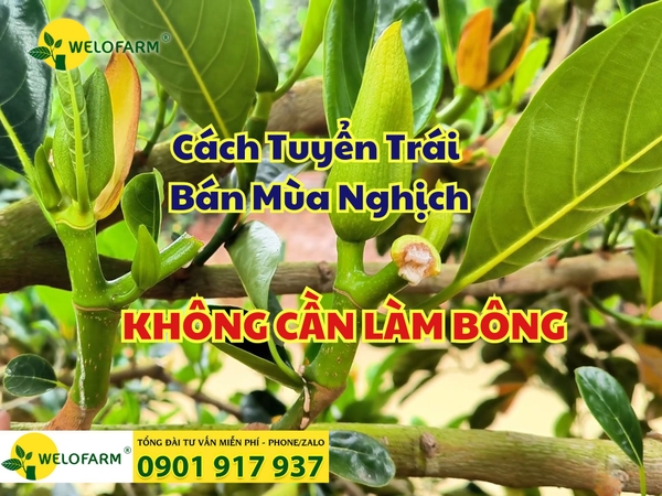 💥 Cách Làm Mít Ra Trái Bán Mùa Nghịch Mà Không Cần Tốn Tiền Làm Bông