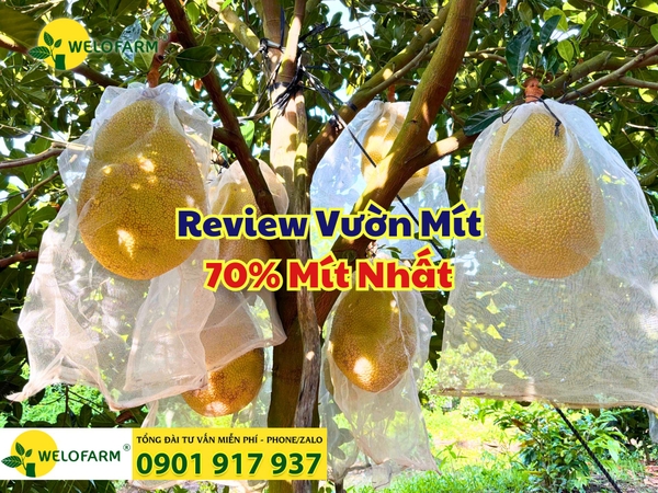 💥 Bí Quyết Vườn Mít Ruột Đỏ 70% Mít Nhất!