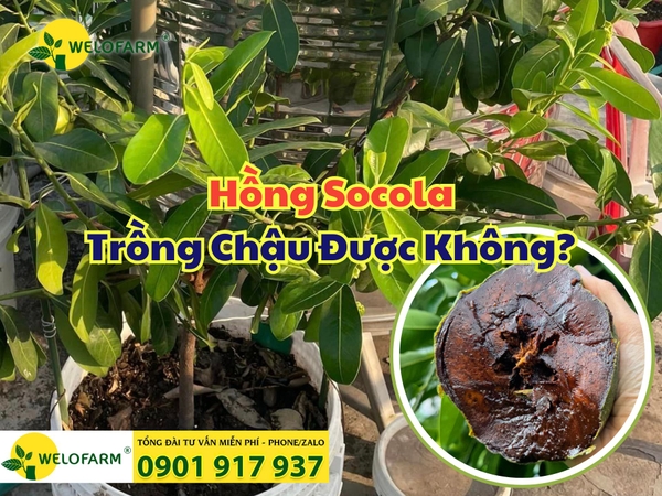 🌱 Hồng Socola Trồng Chậu Được Không? 