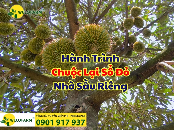 💥 Hành Trình Chuộc Lại Sổ Đỏ Nhờ Sầu Riêng 