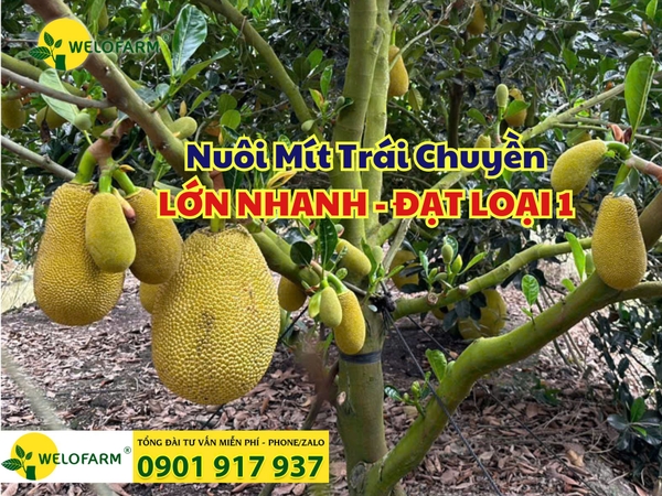 ⚡ Cách Nuôi Trái Chuyền Hiệu Quả Cho Cây Mít Giúp Trái Lớn Nhanh