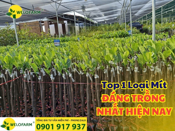 💡 TOP 1 LOẠI MÍT KINH TẾ CAO ĐÁNG TRỒNG NHẤT HIỆN NAY