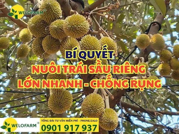 Bí Quyết Nuôi Trái Sầu Riêng Lớn Nhanh - Chống Rụng Trái