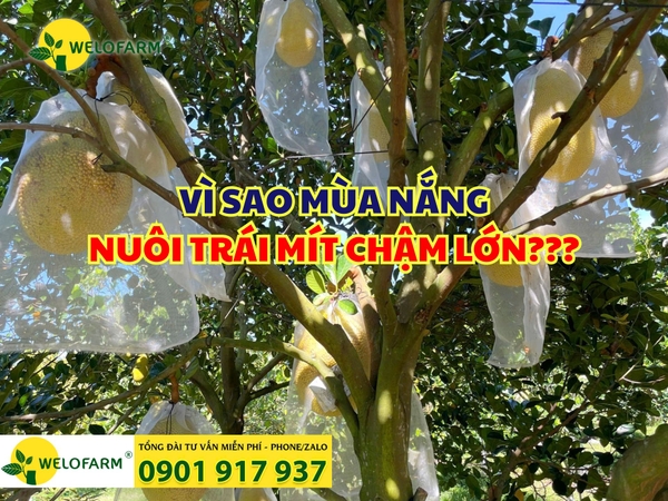 Vì Sao Mùa Nắng Nuôi Trái Mít Không Lớn? 