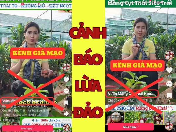 🚨 CẢNH BÁO LỪA ĐẢO – TRÁNH MUA NHẦM CÂY GIỐNG MĂNG CỤT KHÔNG RÕ NGUỒN GỐC 🚨