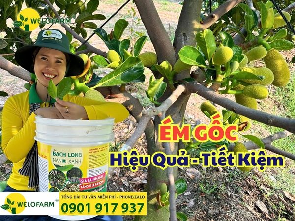 🌸 Tạo Mầm Bông Mít Nghịch Vụ - Dùng Lân Gì Để Bông Ra Nhanh và Đồng Loạt?