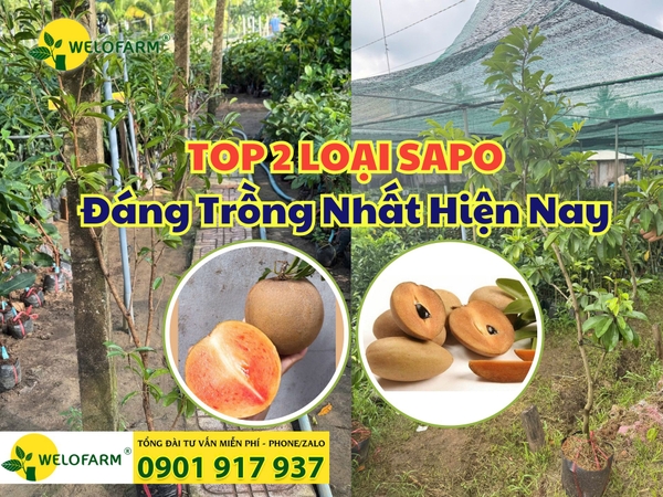 ⚡ TOP 2 LOẠI SAPO ĐÁNG TRỒNG NHẤT HIỆN NAY