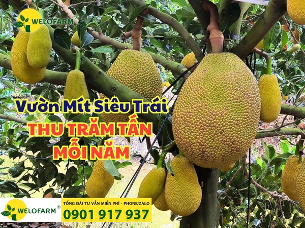 ✨ Vườn Mít Siêu Trái Ở Tiền Giang – Thu Trăm Tấn Mỗi Năm