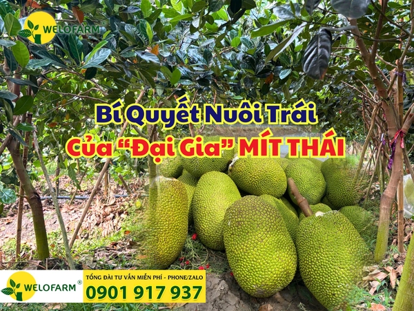 ✨ BÍ QUYẾT NUÔI TRÁI CỦA “ĐẠI GIA” MÍT THÁI