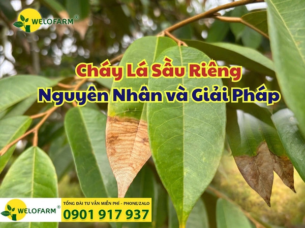 💥 Sầu Riêng Bị Cháy Lá – Nguyên Nhân Và Cách Xử Lý Hiệu Quả