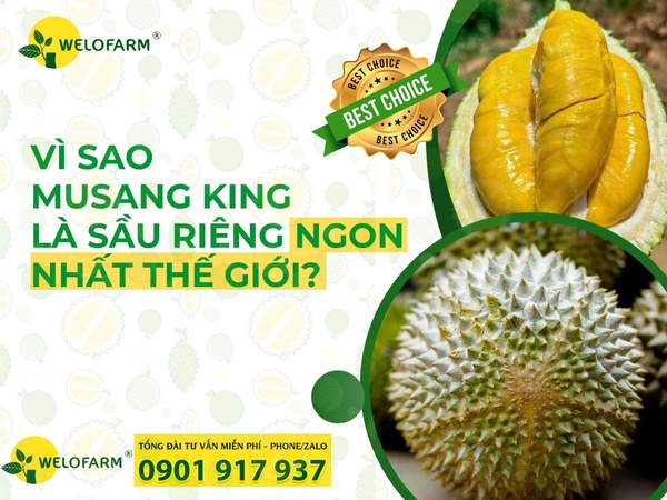 ⁉ Tại Sao Musang King Được Mệnh Danh Là Sầu Riêng Ngon Nhất Thế Giới?