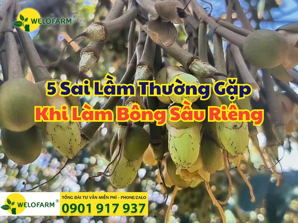 🌸 5 Sai Lầm Thường Gặp Khi Làm Bông Sầu Riêng và Bài Học Kinh Nghiệm