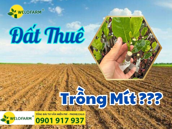 ĐẤT THUÊ CÓ NÊN TRỒNG MÍT RUỘT ĐỎ?