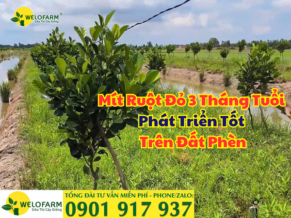 🌱 Kỳ Tích Từ Vườn Mít Ruột Đỏ 3 Tháng Tuổi Phát Triển Tốt Trên Đất Phèn