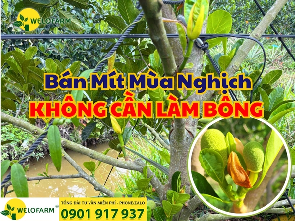 💥 Cách Làm Mít Ra Trái Bán Mùa Nghịch Mà Không Cần Tốn Tiền Làm Bông