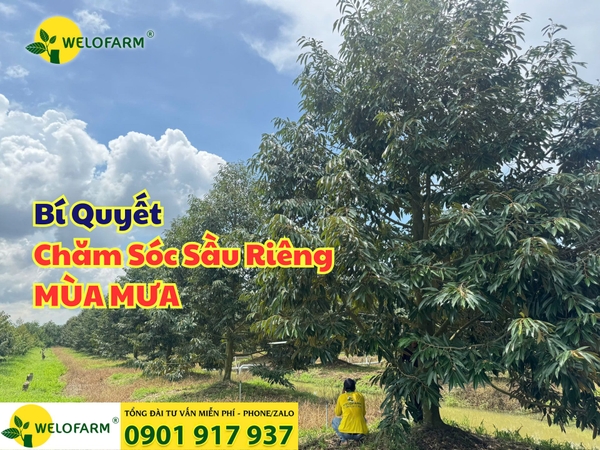 🌧 Cách Chăm Sóc Sầu Riêng Mùa Mưa 
