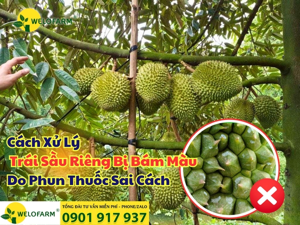⚡ CÁCH XỬ LÝ TRÁI SẦU RIÊNG BỊ BÁM MÀU DO PHUN THUỐC
