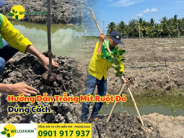 🌱 Cách Trồng Mít Ruột Đỏ Đúng Kỹ Thuật Giúp Cây Nhanh Phát Triển