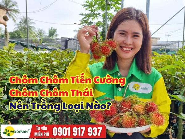 Nên Trồng Chôm Chôm Tiến Cường Hay Chôm Chôm Thái?