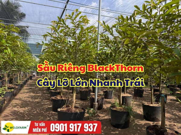 Sầu Riêng Blackthorn Cây Lỡ – Giải Pháp Rút Ngắn Thời Gian Kiến Thiết Vườn