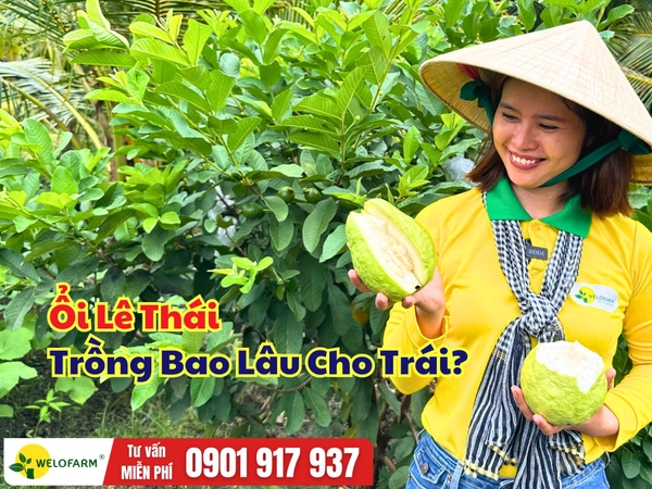 Ổi Lê Thái Trồng Bao Lâu Cho Trái? Thời Gian Thu Hoạch Có Nhanh Không?