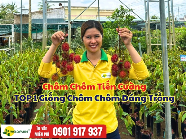 Chôm Chôm Tiến Cường – Một Trong Những Giống Chôm Chôm Đáng Trồng Hiện Nay
