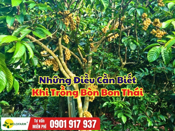 Bòn Bon Thái: Những Lưu Ý Quan Trọng Khi Trồng Để Cây Khỏe, Phát Triển Tốt