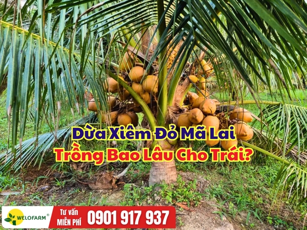 Dừa Xiêm Đỏ Mã Lai Trồng Bao Lâu Cho Trái?