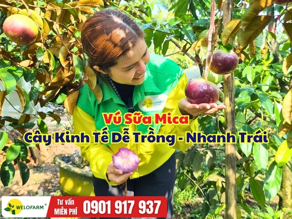 Vú Sữa Mica: Giống Cây Dễ Trồng, Nhanh Cho Trái Và Giá Trị Kinh Tế Cao