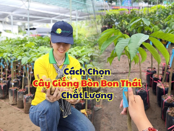 Cây Giống Bòn Bon Thái – Cách Chọn Đúng Giống, Rễ Khỏe, Tỷ Lệ Sống Cao