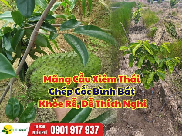Mãng Cầu Xiêm Thái Ghép Gốc Bình Bát – Giải Pháp Cây Khỏe, Thích Nghi Nhiều Loại Đất