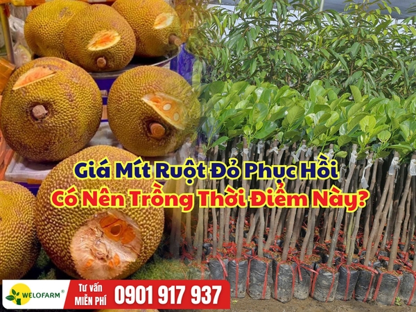 Có Nên Trồng Mít Ruột Đỏ Thời Điểm Này? Góc Nhìn Từ Thực Tế Thị Trường