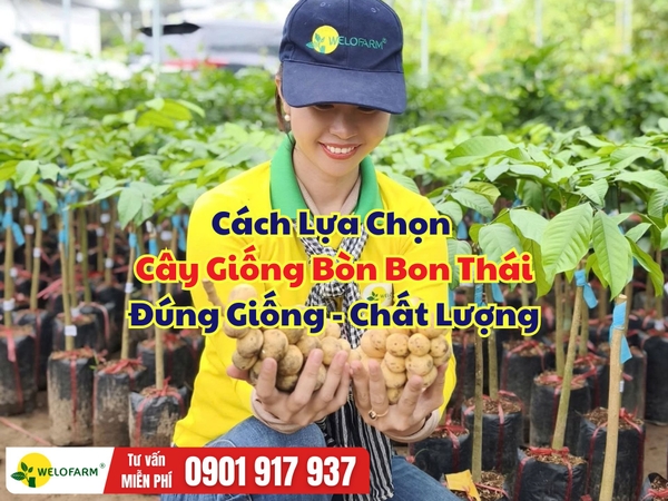 Cách Lựa Chọn Cây Giống Bòn Bon Thái Đúng Giống, Khỏe Mạnh, Dễ Phát Triển