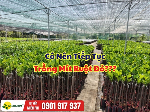 Có Nên Trồng Mít Ruột Đỏ? Góc Nhìn Cho Nhà Vườn Muốn Đầu Tư Hiệu Quả