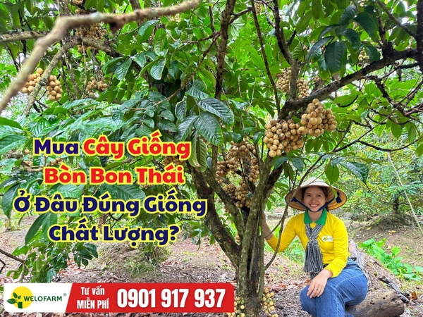 Mua Cây Giống Bòn Bon Thái Ở Đâu Chuẩn Giống, Chất Lượng?