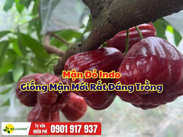 Mận Đỏ Indo – Giống Mận Mới Đẹp, Nhanh Cho Trái, Đáng Để Trồng