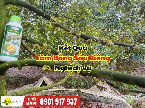 ✨ Kết Quả Xử Lý Làm Bông Sầu Riêng Nghịch Vụ