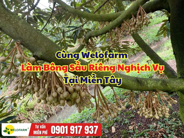 🌸 Cùng Welofarm Làm Bông Sầu Riêng Nghịch Vụ Tại Miền Tây