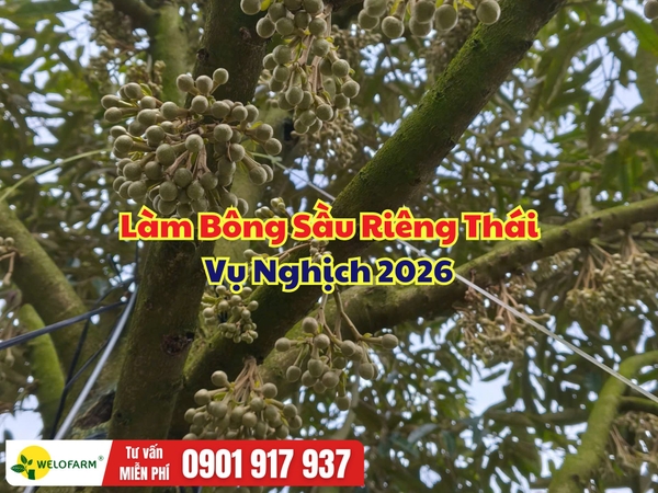 Làm Bông Sầu Riêng Thái Nghịch Vụ 2026