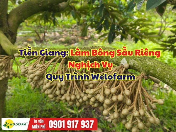 🌸 Tiền Giang - Kết Quả Làm Bông Sầu Riêng Nghịch Vụ Theo Quy Trình Welofarm